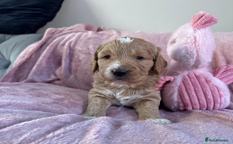 Mini Goldendoodle dogs - Advert 1