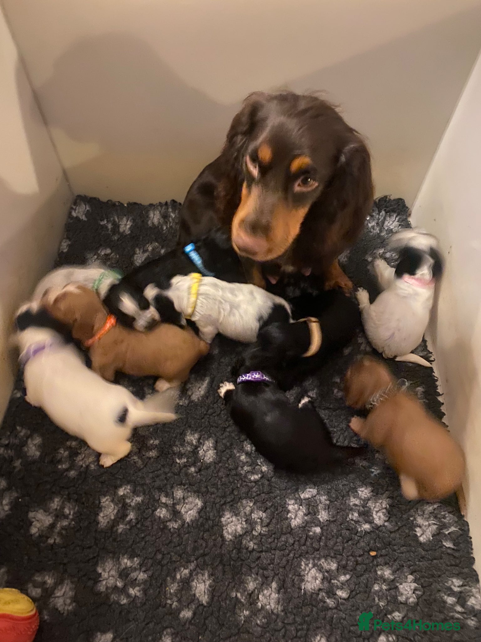 Cocker Spaniel dogs Cocker Spaniel Pups - Advert 1