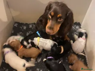 Cocker Spaniel dogs Cocker Spaniel Pups - Advert 1