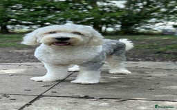 Sheepadoodle dogs for sale: unique sheepadoodles due - Image 9