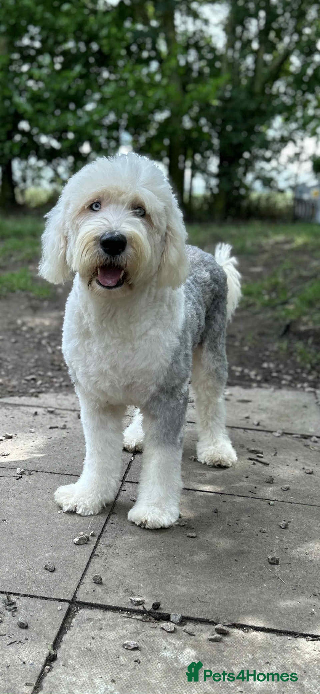 Sheepadoodle dogs for sale: unique sheepadoodles due - Image 9