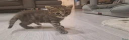 Siberian cats for sale: X4 fluffy Siberian x tabby kittens  in Romford - Advert 10