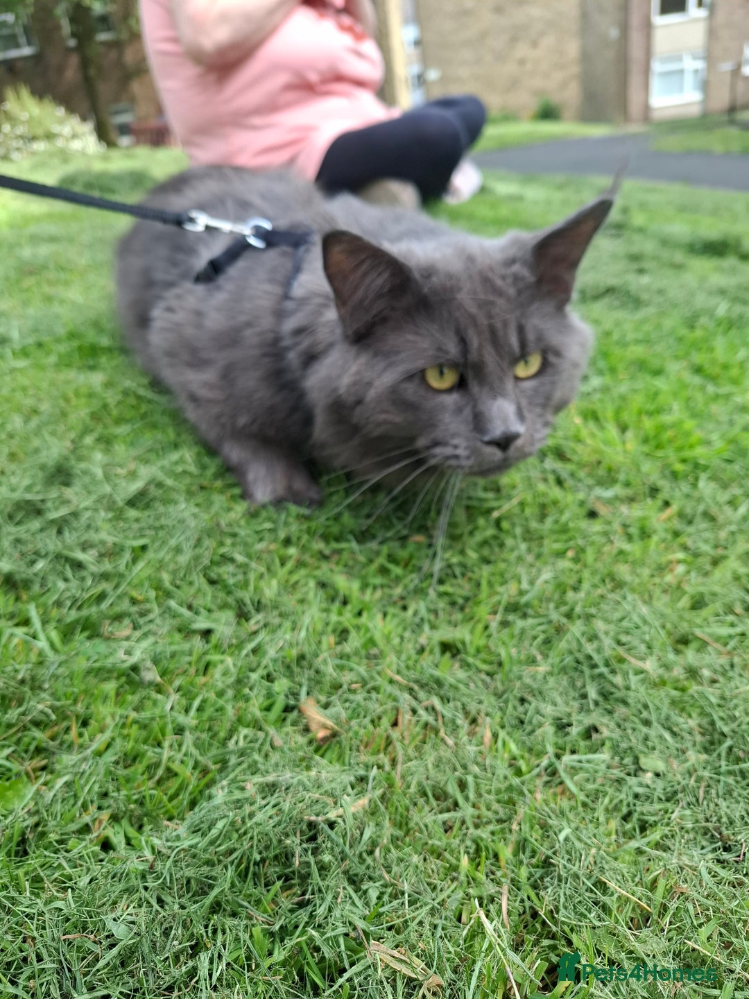 Maine Coon cats for sale: Maine coons for sale boy  - Image 2