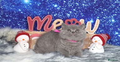 British Shorthair cats Tica registered British Shorthair kittens - Advert 6