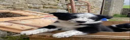 Border Collie dogs for sale: Tricoloured Border Collie Puppies - Advert 19