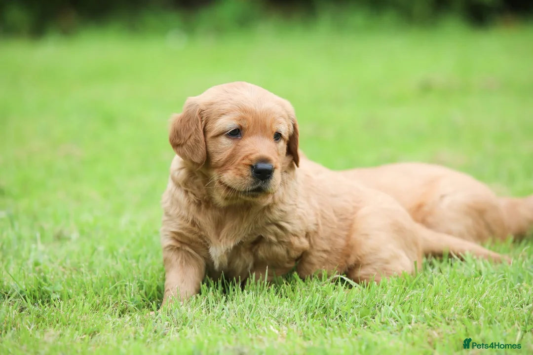 Golden Retriever dogs for sale: Male Golden Retriever Pup - Advert 1