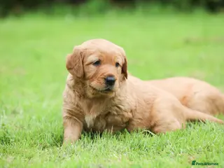 Golden Retriever dogs Male Golden Retriever Pup - Advert 3