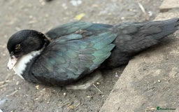 Ducks poultry for sale: Muscovy ducks  - Image 6