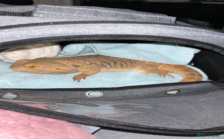 Bearded Dragon reptiles Bearded dragon for rehoming - Advert 1