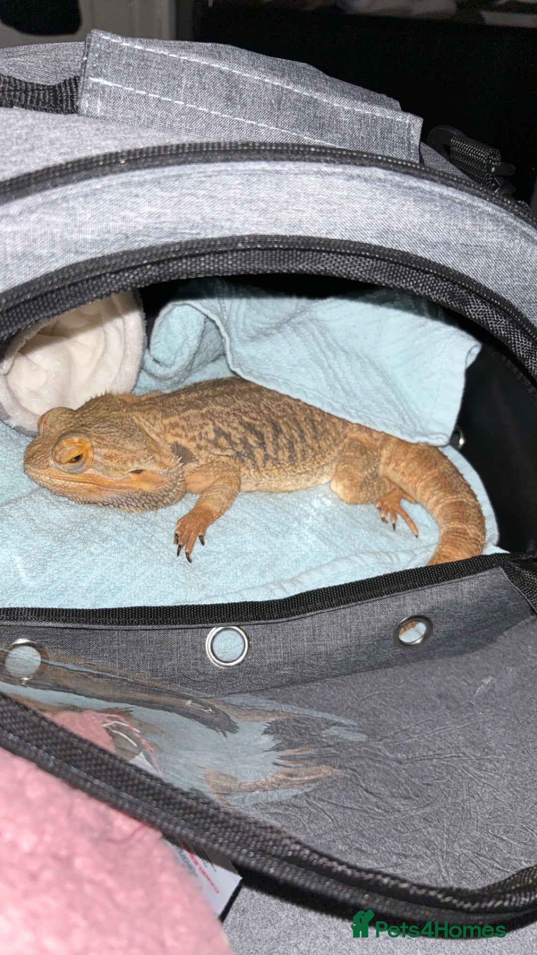 Bearded Dragon reptiles for sale: Bearded dragon for rehoming - Advert 1