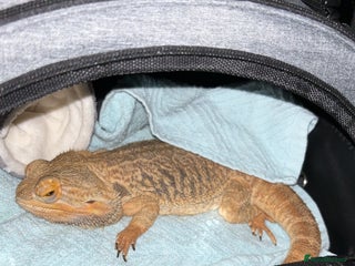 Bearded Dragon reptiles Bearded dragon for rehoming - Advert 1