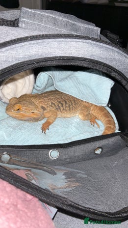 Bearded Dragon reptiles Bearded dragon for rehoming - Advert 1