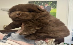 Chow Chow dogs for sale: Outstanding Baby Bears - Image 5