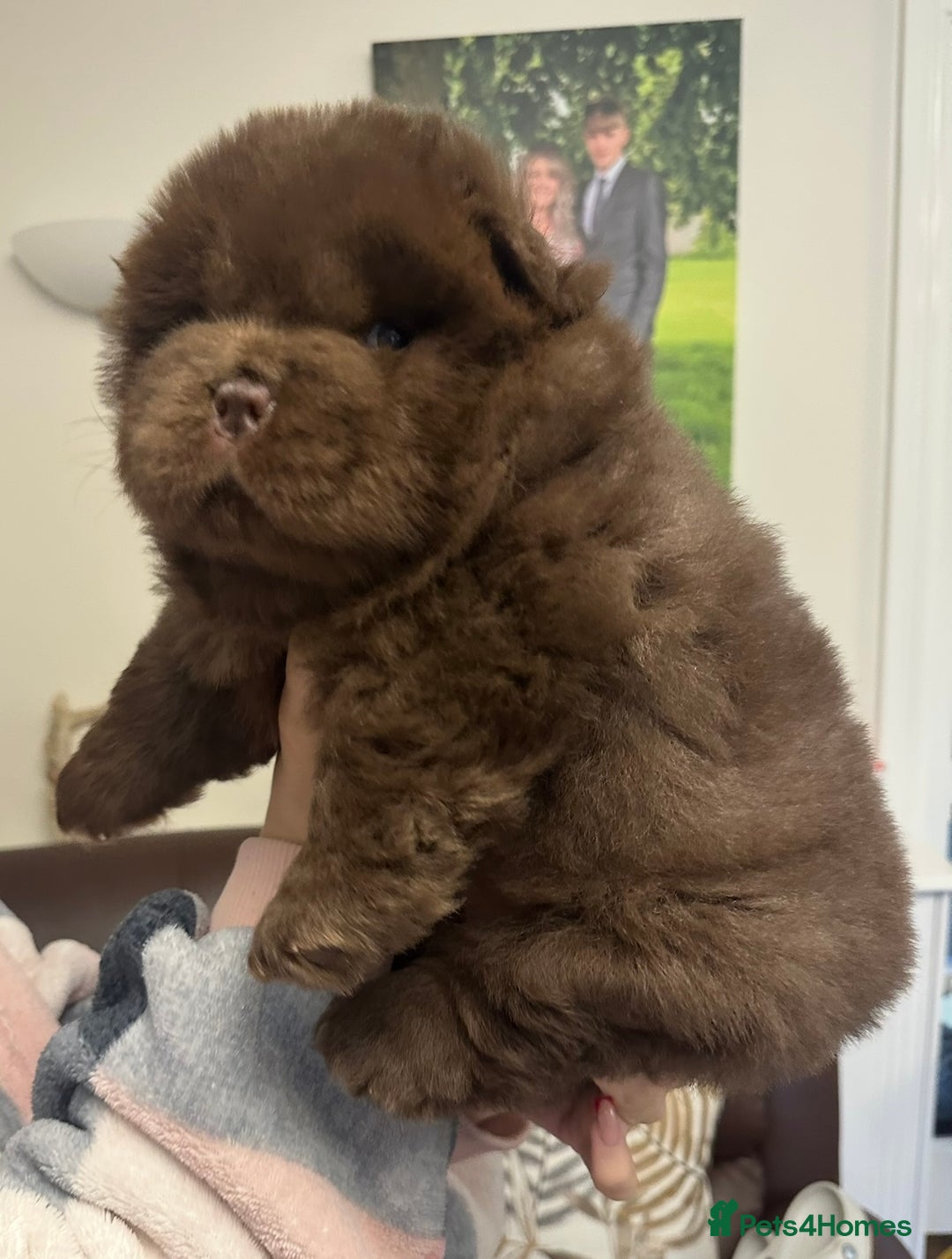 Chow Chow dogs for sale: Outstanding Baby Bears - Image 5