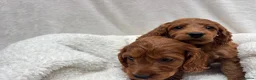 Cavapoo dogs for sale: Cavapoo puppies - Advert 4