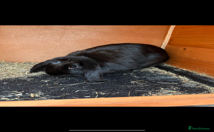 Sussex rabbits - Advert 1