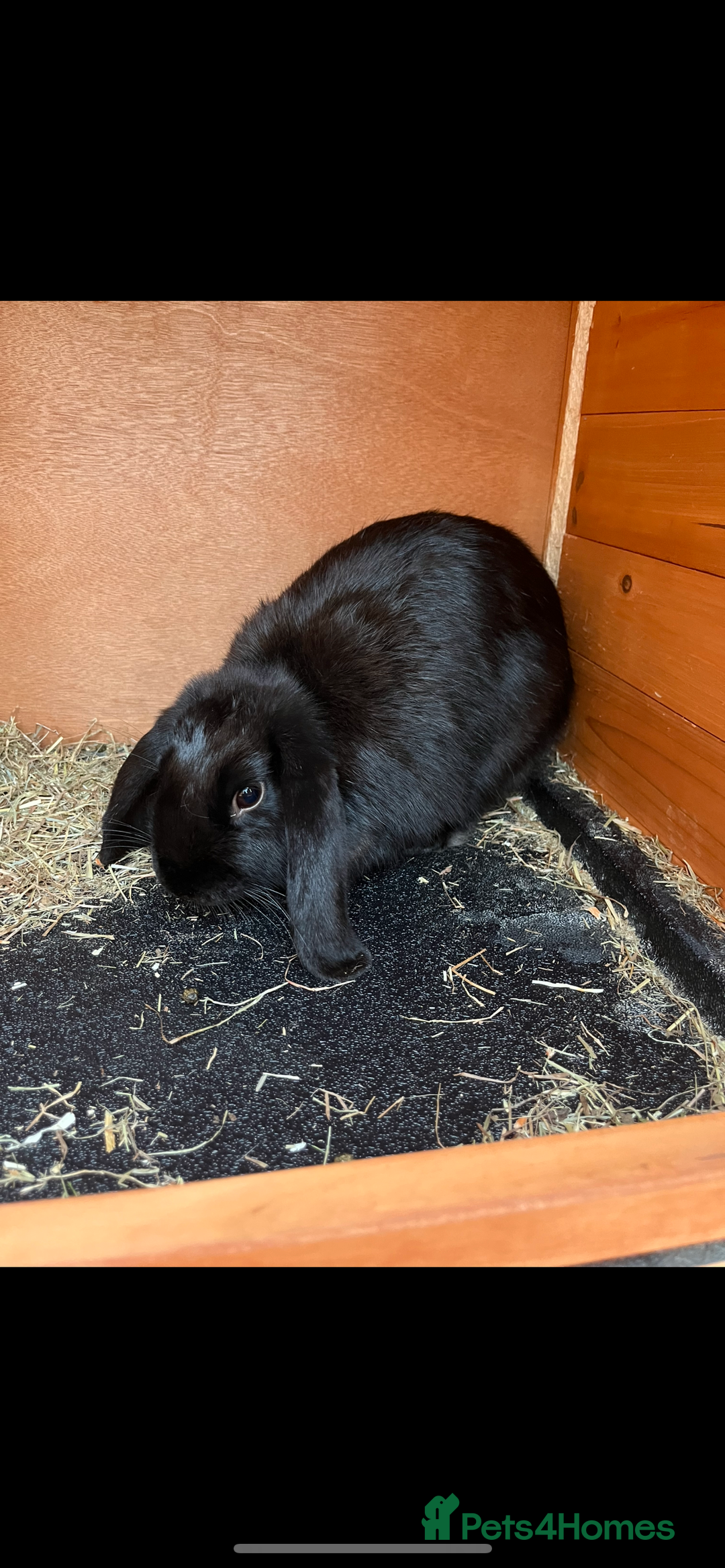 Sussex rabbits for sale: Floppy eared rabbit  - Image 1
