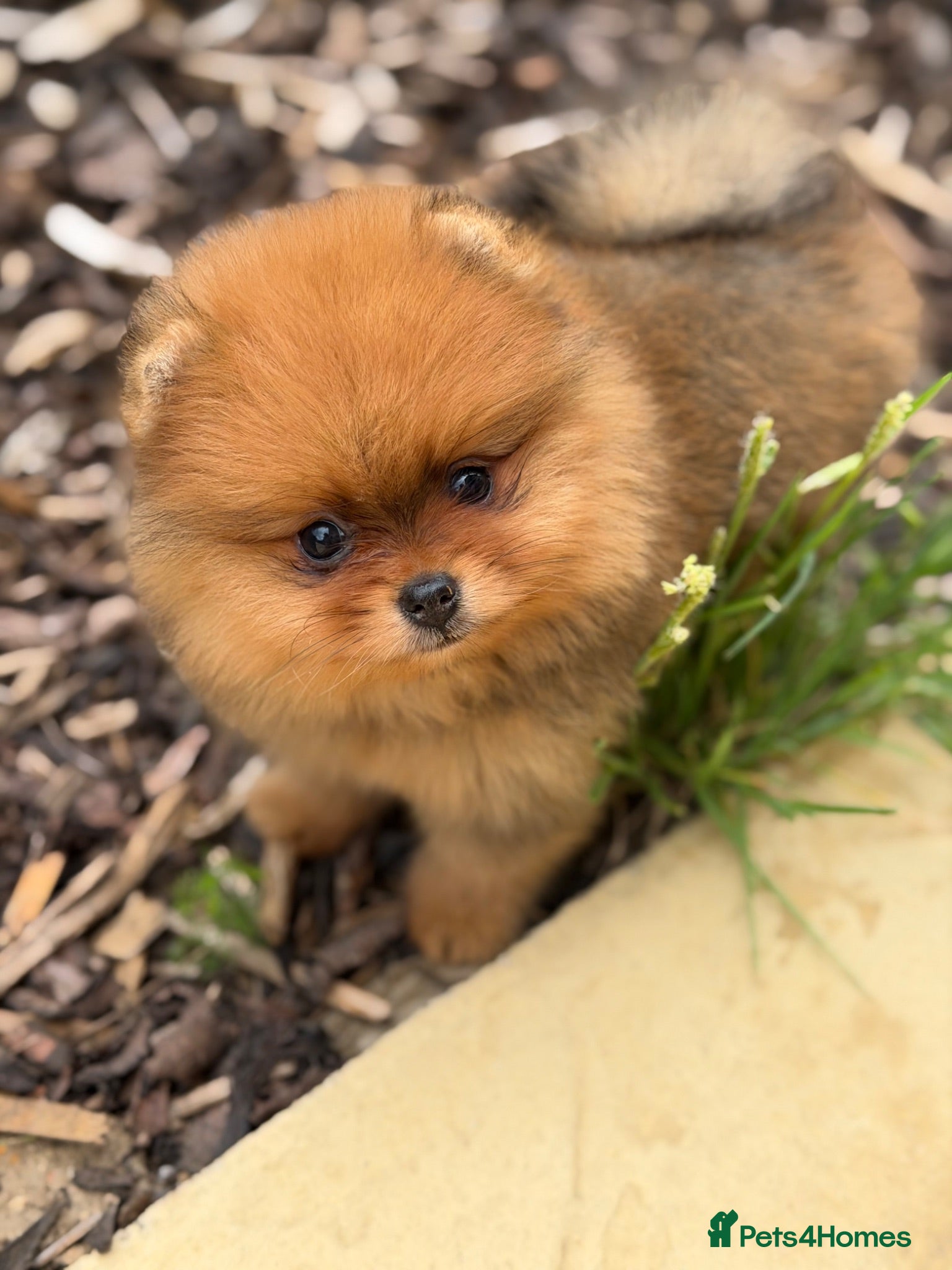 Pomeranian dogs Gorgeous Poms  - Advert 3