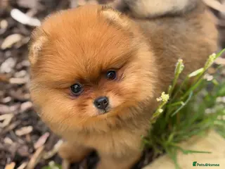 Pomeranian dogs Gorgeous Poms - Advert 3