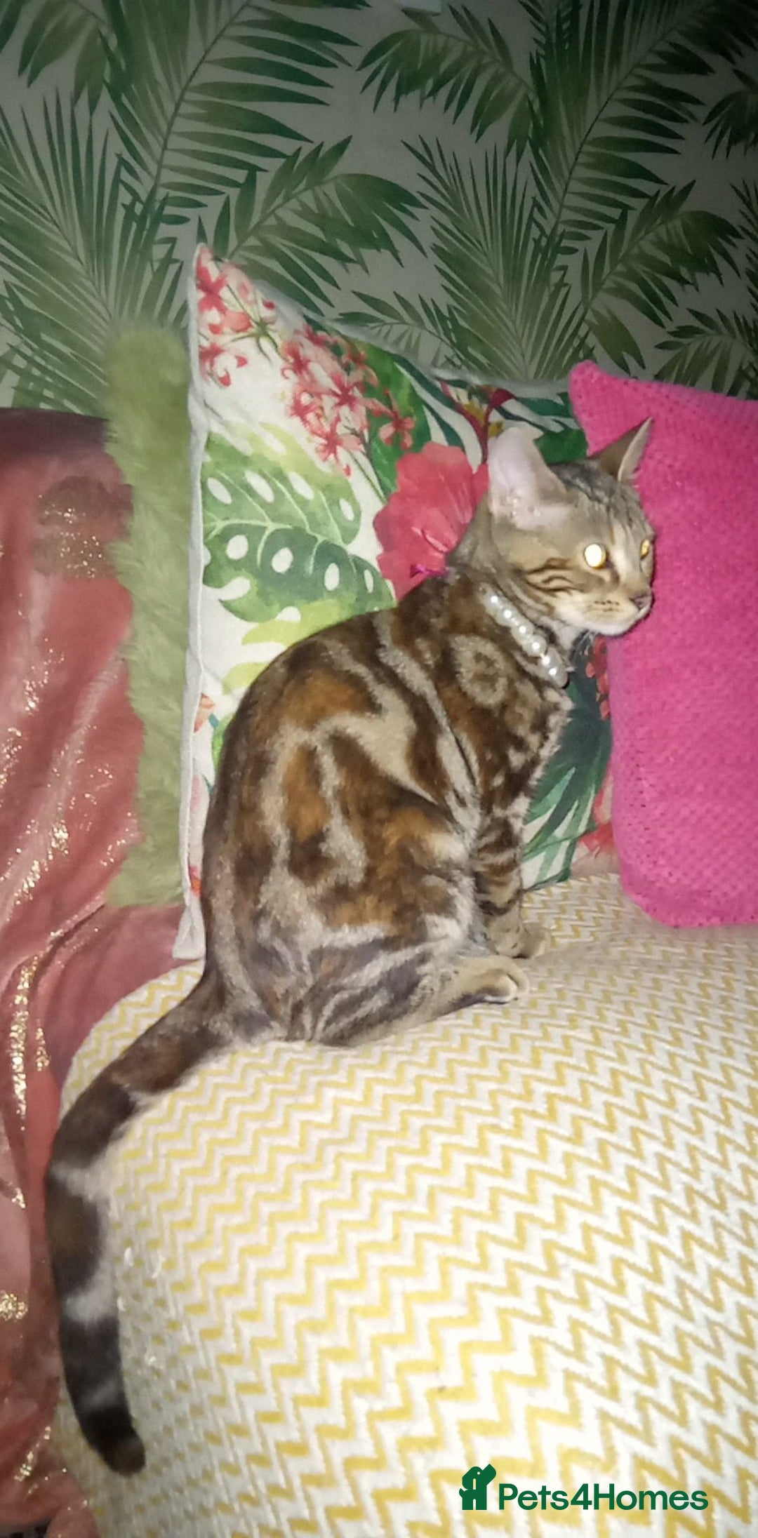 Mixed Breed cats for sale: Marble bengal cross - Advert 5