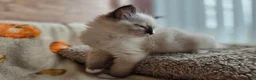 Ragdoll cats for sale: Pure Ragdoll Kittens  - Advert 9