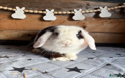 Mini Lop rabbits for sale: 8 beautiful friendly baby mini lops  - Image 30