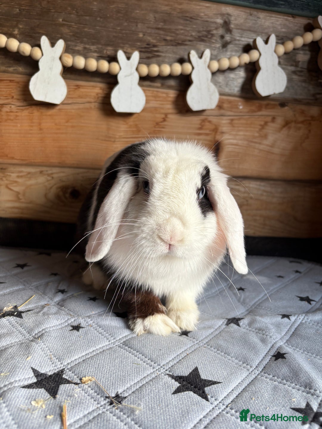 Mini Lop rabbits for sale: 8 beautiful friendly baby mini lops  - Image 30