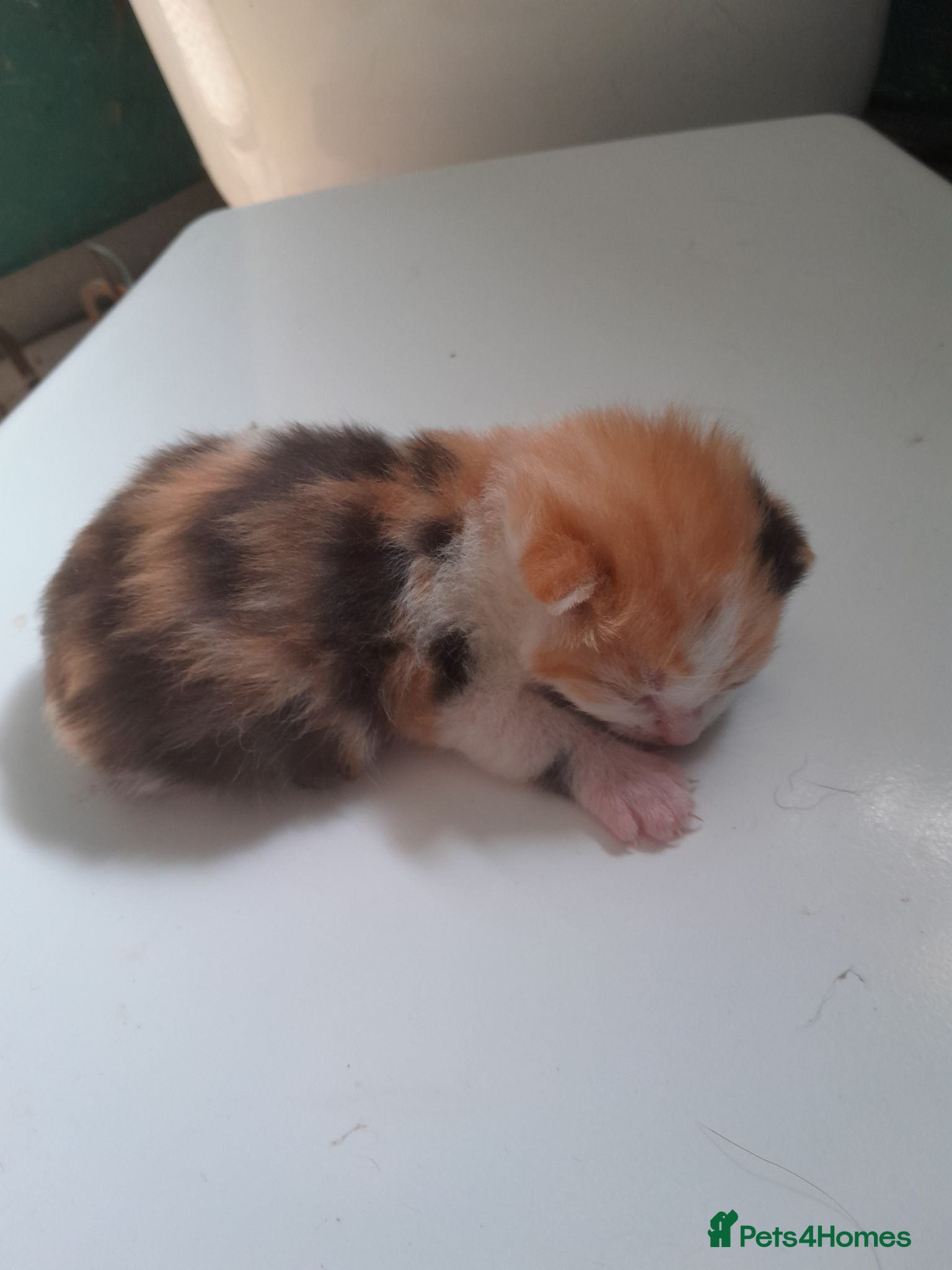Domestic Shorthair cats Female coloured kitten - Advert 4