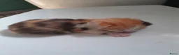 Domestic Shorthair cats for sale: Female coloured kitten in Norwich - Advert 1
