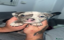 Mixed Breed dogs for sale: Staff x pocket bully pups - Image 2