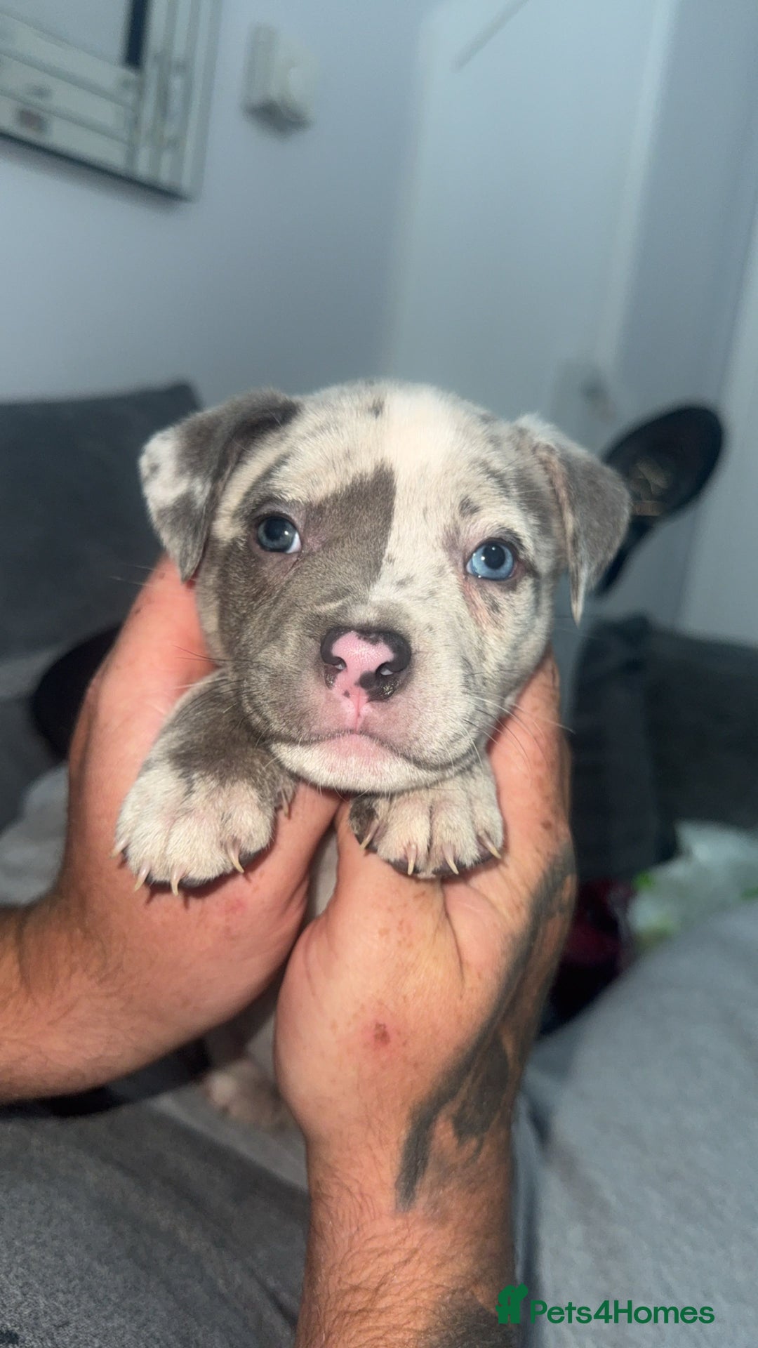 Mixed Breed dogs for sale: Staff x pocket bully pups - Image 2