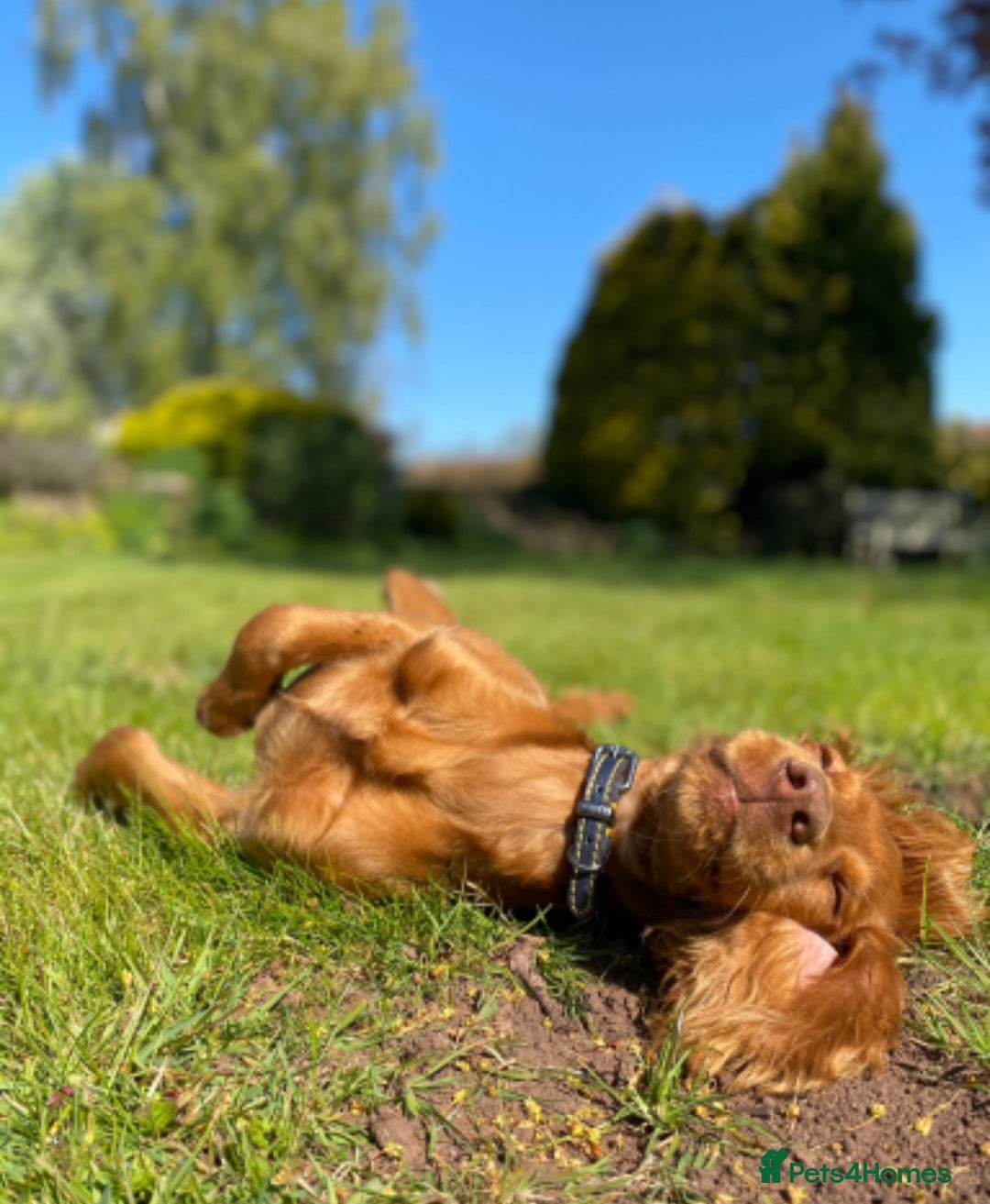 Cocker Spaniel dogs for sale: Stunning Cocker Spaniel Pups from Working Heritage - Image 6