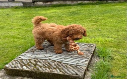 Cavapoochon dogs for sale: Gorgeous F1B Cavapoochon’s Fox Red available now. - Image 31