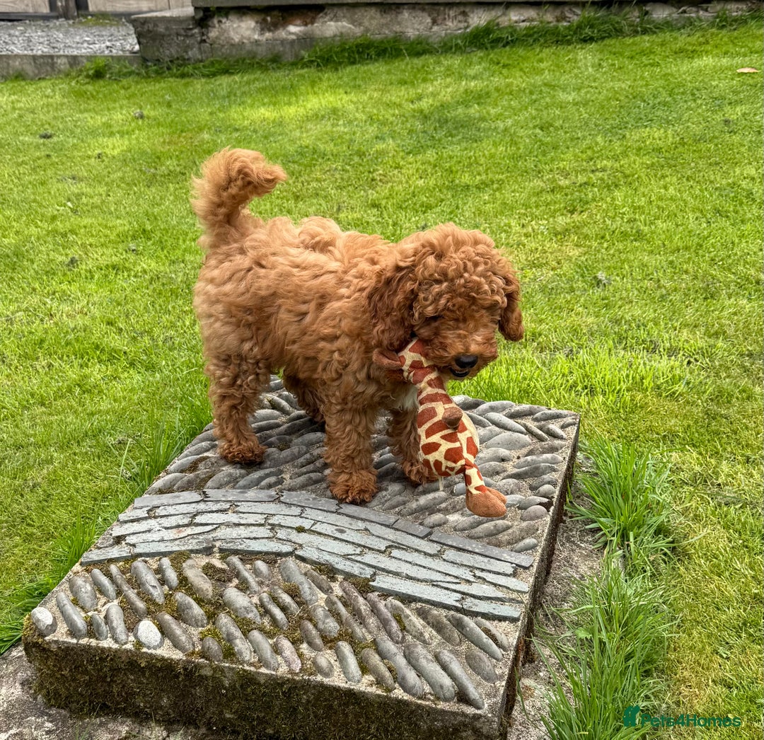 Cavapoochon dogs for sale: Gorgeous F1B Cavapoochon’s Fox Red available now. - Image 31