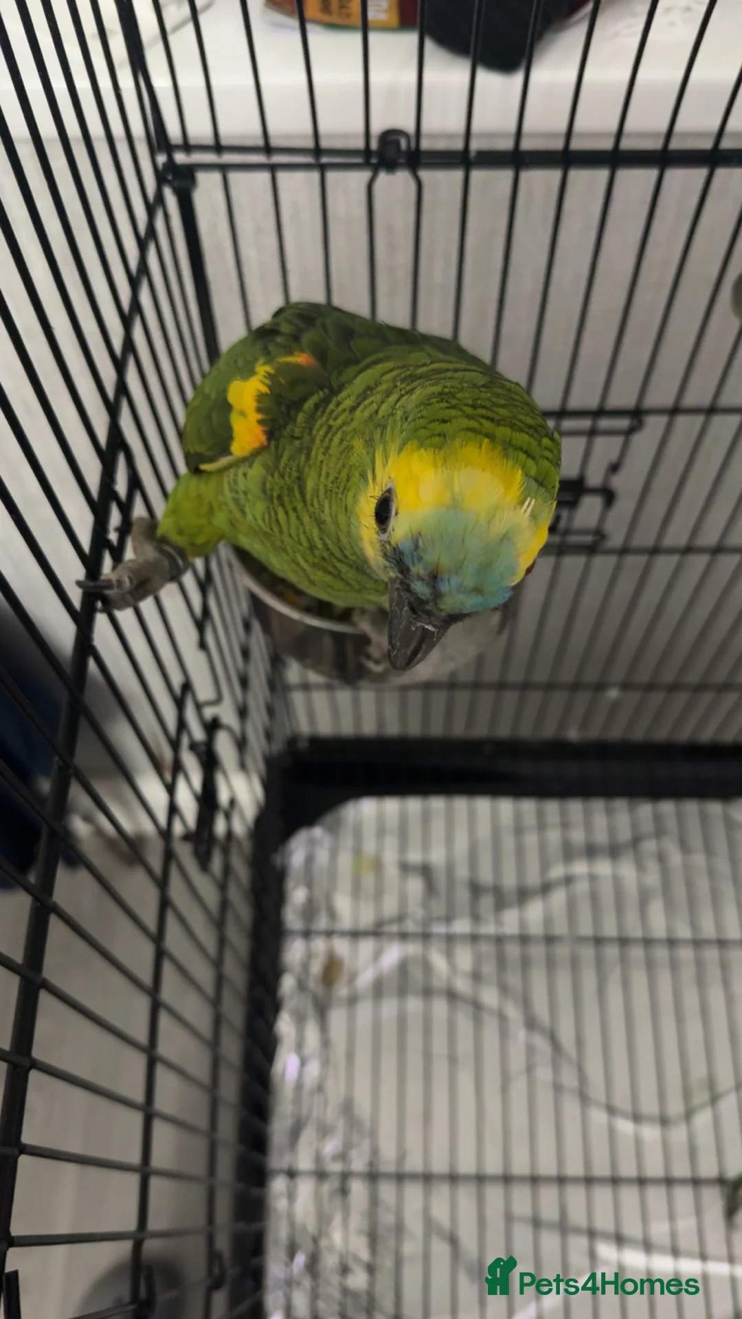 Parrots birds for sale: Amazon parrot  - Advert 2