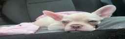 French Bulldog dogs for sale: 7 months old in Ipswich - Advert 2
