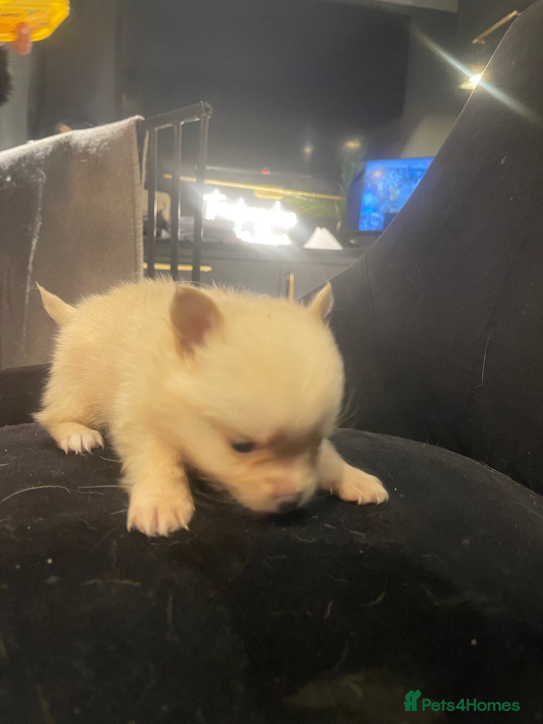 Pomchi dogs for sale: 3 little pomchis  - Advert 4