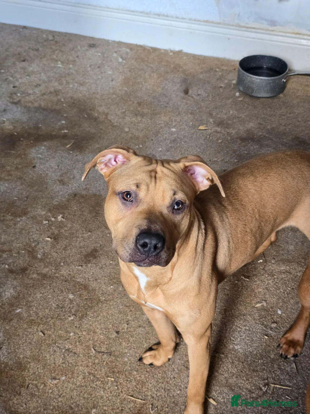 American Bully dogs for sale: AMAZING YOUNG BULLY (M/F)FOR ROYAL& LOVING HOMES.  - Advert 2