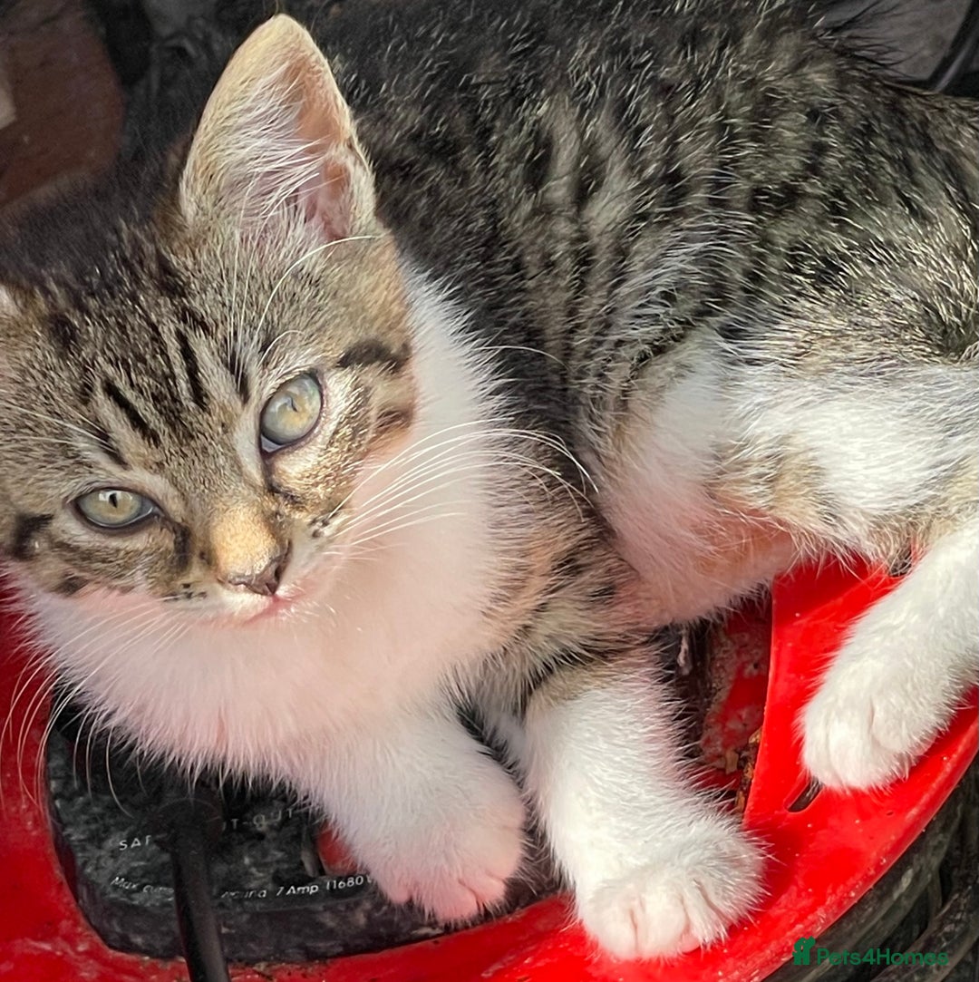British Longhair cats for sale: 5 ADORABLE FLUFFY BRITISH LONG HAIR KITTENS - Image 3