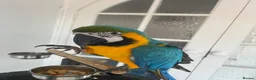 Macaws birds for sale: Tame 10 Month Old Male Blue & Gold Macaw in Harrow - Advert 8