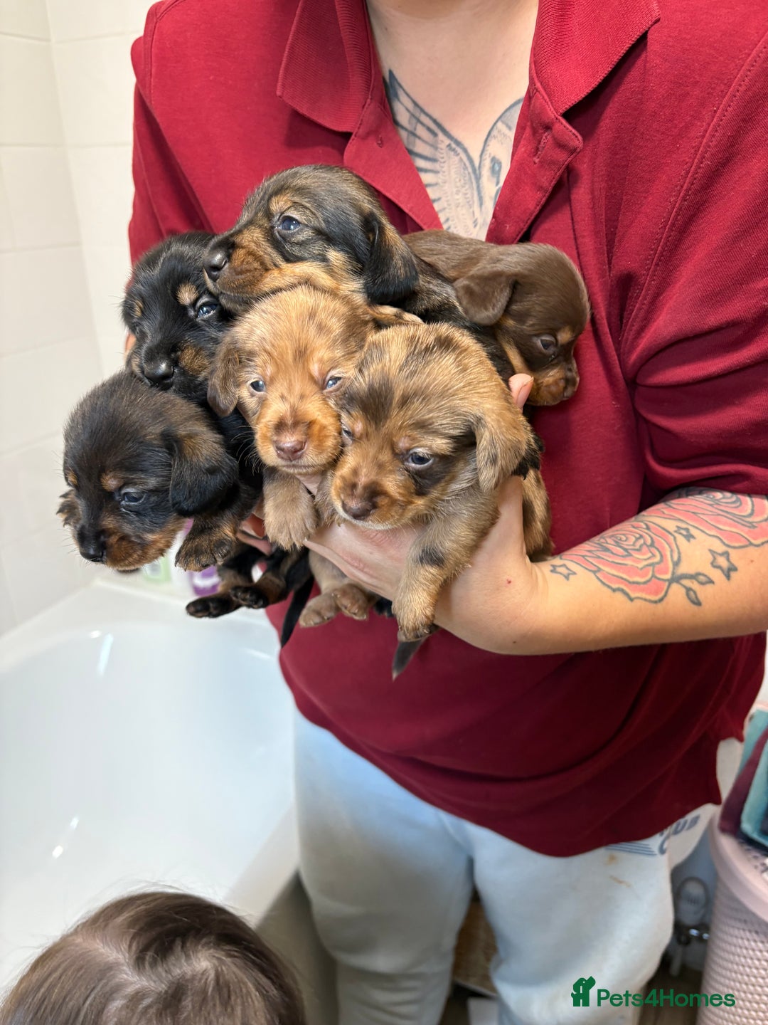 Mixed Breed dogs for sale: Dorkie puppies - Image 6