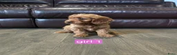 Cockapoo dogs for sale: Adorable F1 Cockapoo pups ♥️🐕🐾 in Bury Saint Edmunds - Advert 2