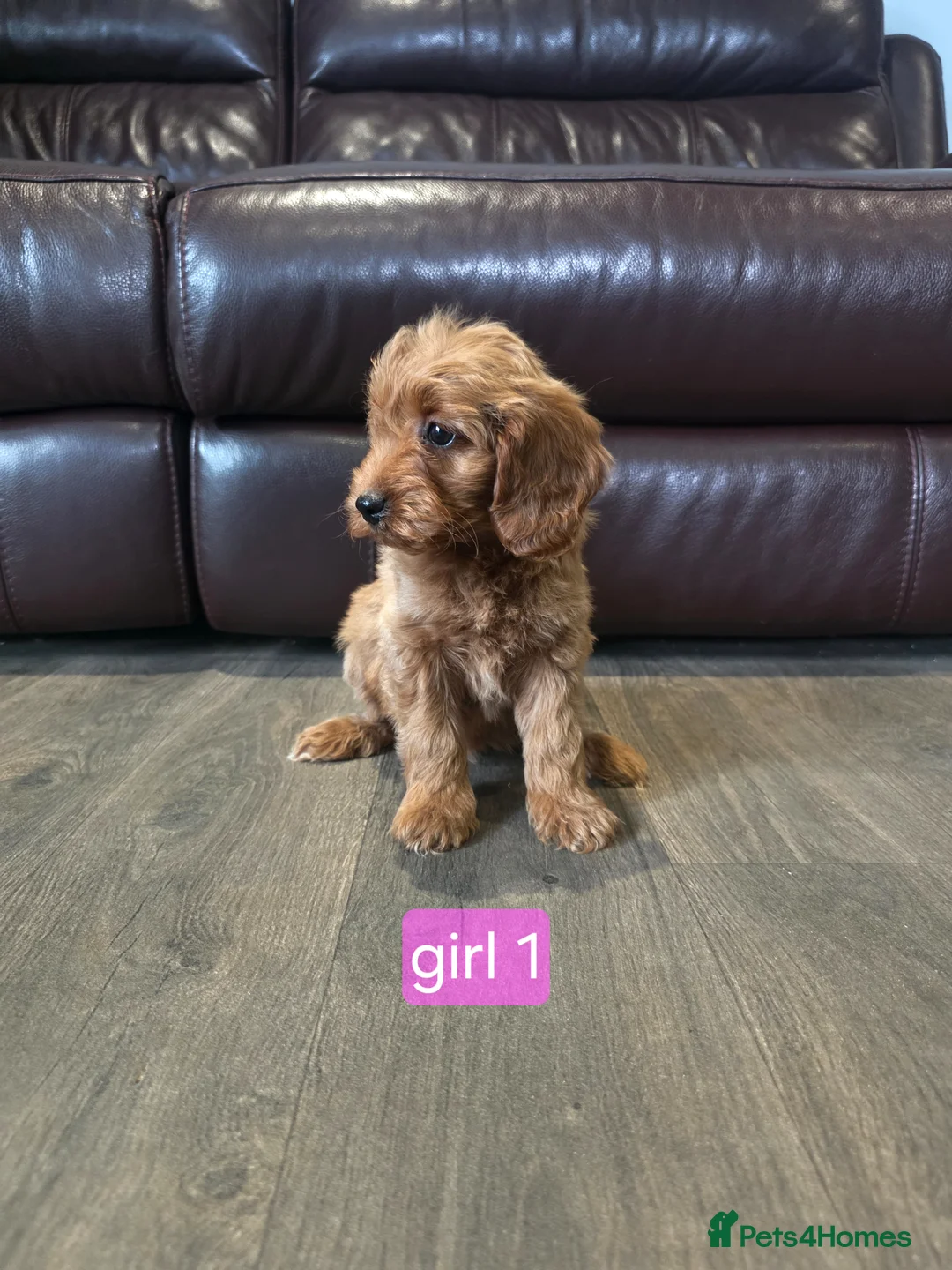 Cockapoo dogs for sale: Adorable F1 Cockapoo pups ♥️🐕🐾 in Bury Saint Edmunds - Advert 2