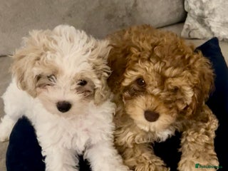 Cavapoochon dogs - Advert 5