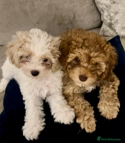 Cavapoochon dogs - Advert 1