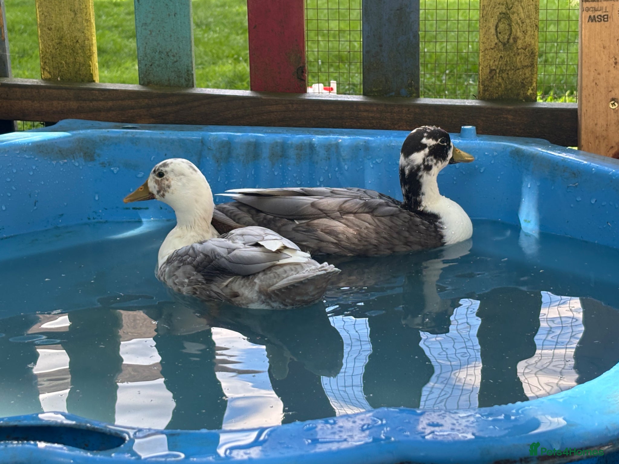 Ducks poultry for sale: Drake Call Ducks  - Advert 3