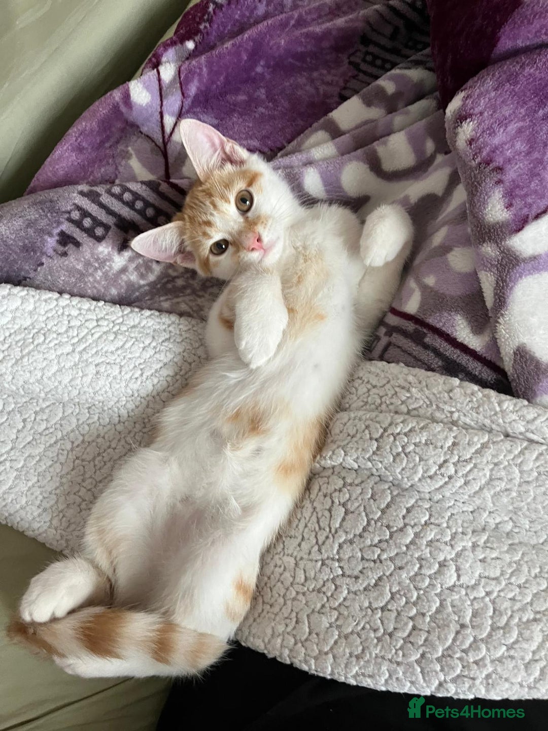 Aegean cats for sale: Kittens for sale. - Image 2