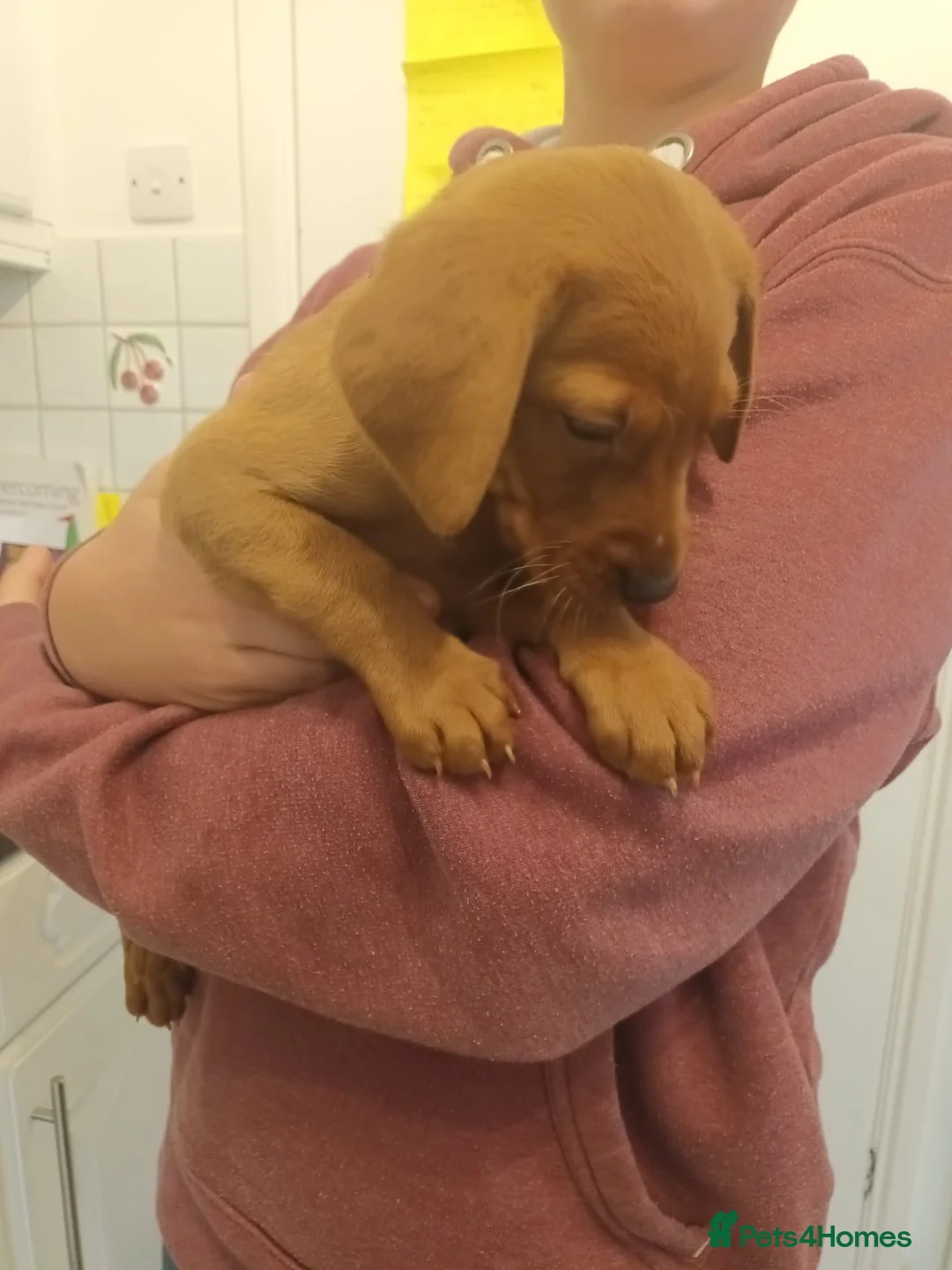 Labrador Retriever dogs for sale: Fox Red KC Reg Fox Red Lab, M&D hip & elbow scored - Advert 12