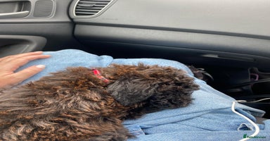 Toy Poodle dogs - Advert 3