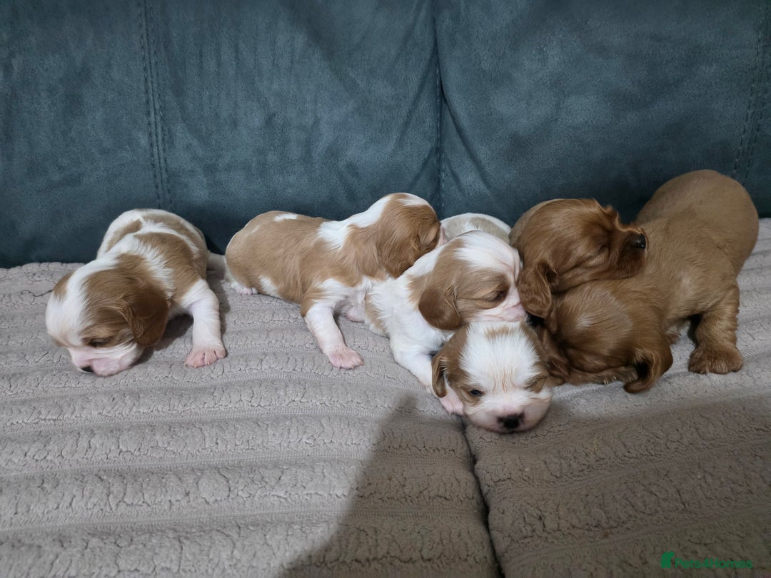 Cavalier King Charles Spaniel dogs for sale: Cavalier king charles puppies  - Advert 23